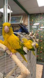 Jonge goudparkieten, Meerdere dieren, Papegaai, Pratend