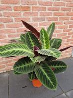 planten, Ophalen, Halfschaduw, Minder dan 100 cm