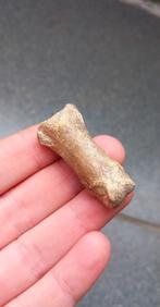 Fossiel botje uit de klauw van een holenbeer, ijstijd, Verzamelen, Mineralen en Fossielen, Ophalen of Verzenden, Fossiel