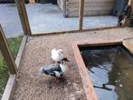 HEEL MOOI KOPPEL KWAKERS TE KOOP, Dieren en Toebehoren, Pluimvee, Mannelijk, Kip