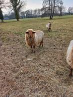 Coburger fuchs ram, Mannelijk, Schaap