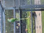 Alexander, Dieren en Toebehoren, Vogels | Parkieten en Papegaaien, Meerdere dieren, Parkiet