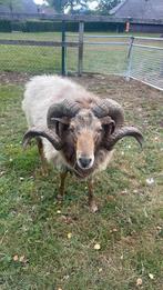 Drents heideschaap ram koop/huur drentse heideschaap, Dieren en Toebehoren, Mannelijk, Schaap