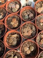 Lithops, levende stenen. 3-5 stuks in 5,5 cm pot., Huis en Inrichting, Kamerplanten, Ophalen of Verzenden, Halfschaduw, Minder dan 100 cm