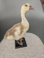 Opgezette prachtige jonge gans ., Ophalen of Verzenden, Nieuw, Vogel, Opgezet dier
