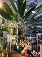 Stanhopea jenischiana - Enorme Bloeiende Orchidee, Tuin en Terras, Planten | Tuinplanten, Vaste plant, Halfschaduw, Zomer, Ophalen