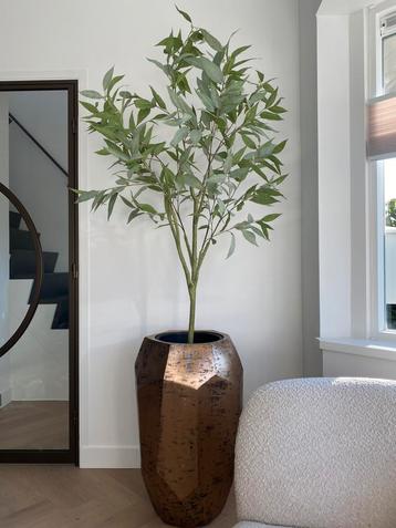 Eucalyptusboom H150 - Merk Pot & Vaas beschikbaar voor biedingen