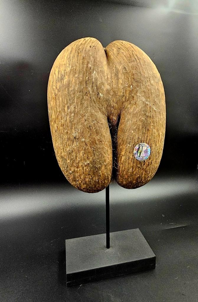 Coco de Mer Lodoicea raw version uit Seychellen, Antiek en Kunst, Kunst | Designobjecten, Ophalen of Verzenden