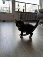 5 kitten geboren 15 mei, Meerdere dieren, Ontwormd, 0 tot 2 jaar