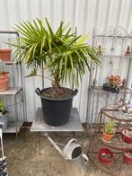 Hele mooie palmboom, Tuin en Terras, Ophalen, Bloeit niet, Overige soorten, Volle zon