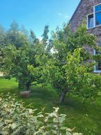 Perenbomen conference, Tuin en Terras, Ophalen of Verzenden, Volle zon, Overige soorten