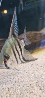 Jonge santa isabel maanvis, Dieren en Toebehoren, Vis