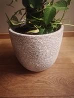 Chique pot voor planten ev incl plant (uit bloemenwinkel), Tuin en Terras, Rond, Zo goed als nieuw, Minder dan 25 cm, Ophalen
