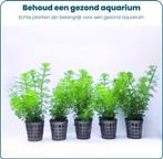 Aquabetta Aquarium Planten Set LAP-009, Verzenden, Info@aquadeco.nl, Plant(en), Steen of Hout, Aquadeco
