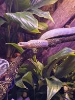 Atheris squamigera 2 jaar oud, Dieren en Toebehoren, Slang