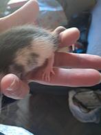 Rittens, Dieren en Toebehoren, Ophalen of Verzenden
