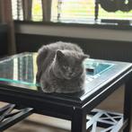 Britse korthaar blauw poes 4 jaar oud, Poes, 3 tot 5 jaar