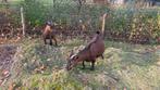 2 geiten, Dieren en Toebehoren, Schapen, Geiten en Varkens, Vrouwelijk, Geit