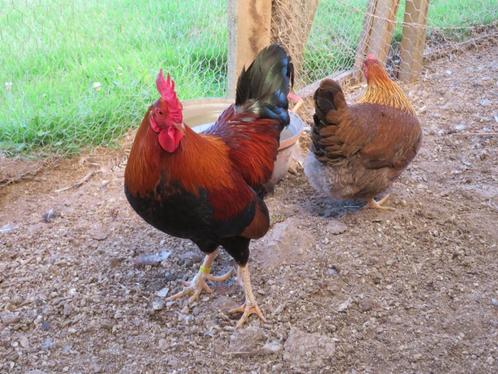 welsumer kriel haan, Dieren en Toebehoren, Pluimvee, Kip, Mannelijk