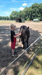 Weidegang aangeboden., Dieren en Toebehoren, Weidegang