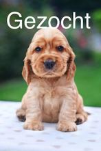 English Cocker Spaniel pup gezocht, Ophalen, Nieuw