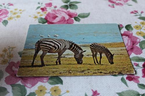 Postkaart - Grazende Zebra Merrie met Veulen in Afrika, Verzamelen, Ansichtkaarten | Dieren, Ongelopen, 1960 tot 1980, Wild dier