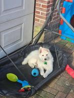 Zwitserse witte herder pup, Reu, CDV (hondenziekte), 8 tot 15 weken, Eén hond