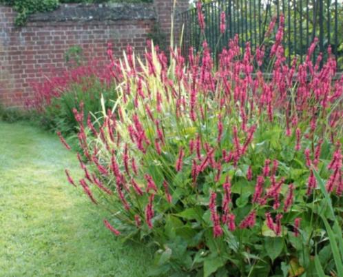 persicaria amplexicaulis adderwortel, Tuin en Terras, Planten | Tuinplanten, Vaste plant, Overige soorten, Halfschaduw, Zomer