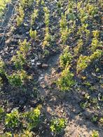 Ilex Crenäta Buxus vervanger, Ophalen of Verzenden, Buxus, Minder dan 100 cm