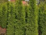Coniferen “THUJA”, Tuin en Terras, Planten | Struiken en Hagen, Ophalen of Verzenden, Conifeer, 100 tot 250 cm