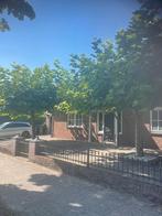Platanen te koop, Tuin en Terras, Ophalen, Volle zon, Overige soorten