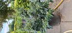 Viburnum tinus 60 / 80 cm hoogte in 25 / 30 liter containerp, Ophalen, Winter, Overige soorten, Halfschaduw