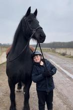 Friese merrie, Dieren en Toebehoren, Paarden, Merrie, Met stamboom, Dressuurpaard, 3 tot 6 jaar