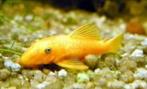 Ancistrus Gold Middel - Koidream Valburg