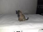 Karthuizer kat, dierfiguur Bullyland, Verzenden, Gebruikt, Hond of Kat, Beeldje of Figuurtje
