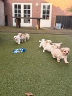 Supermooie en sociale boomer pups!, Dieren en Toebehoren, Overige rassen, 8 tot 15 weken, Meerdere, Meerdere dieren