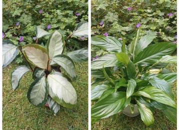 Twee kamerplanten: Calathea en Spathiphyllum beschikbaar voor biedingen