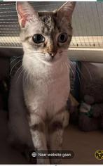 Mooie poes zoekt nieuwe thuis, Dieren en Toebehoren, Katten en Kittens | Overige Katten, Poes, Kortharig, 0 tot 2 jaar