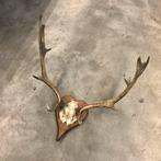 Antiek damhert gewei,hertengewei, geweien, wand decoratie, Ophalen