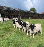 3 raszuivere Dorper ramlammeren, Dieren en Toebehoren, Schapen, Geiten en Varkens, Mannelijk, Schaap
