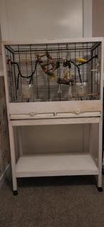 Grasparkieten geel 2 stuks met grote kooi, Dieren en Toebehoren, Vogels | Hokken en Kooien, Ophalen of Verzenden, Zo goed als nieuw