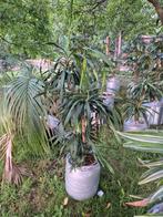 Planten kantoor showroom winkel huis, Ophalen, Zomer, Overige soorten