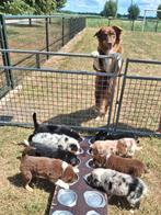 Raszuivere Australische herder / Australian sheperd pups, Dieren en Toebehoren, 8 tot 15 weken, CDV (hondenziekte), Meerdere, Meerdere dieren