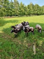 Bonte stamboek rammen zwoegervrij, ARR/ARR, blindfactorvrij, Dieren en Toebehoren, Mannelijk, Schaap