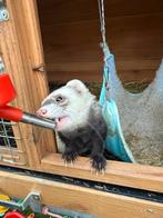 Fret zand kleur (micro), Dieren en Toebehoren, Knaagdieren, Augustus, Fret, Mannelijk, Tam