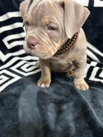 Nest keus. pocket bully pup  reutje met stamboom, Rabiës (hondsdolheid), Reu, 8 tot 15 weken, Bulldog