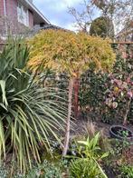 Acer op stam., Ophalen, Bloeit niet, Halfschaduw, Overige soorten