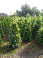Gele coniferen chamaecyparis l. Stardust tot 200cm hoog. uit, Ophalen, Conifeer, 100 tot 250 cm