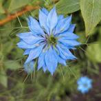 Nigella damascena, juffertje in het groen zaden., Ophalen of Verzenden, Voorjaar, Volle zon, Zaad