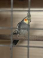 Alle 2 ruilen tegen pop of te koop, Dieren en Toebehoren, Geslacht onbekend, Parkiet